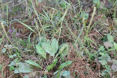 Plantago erosa